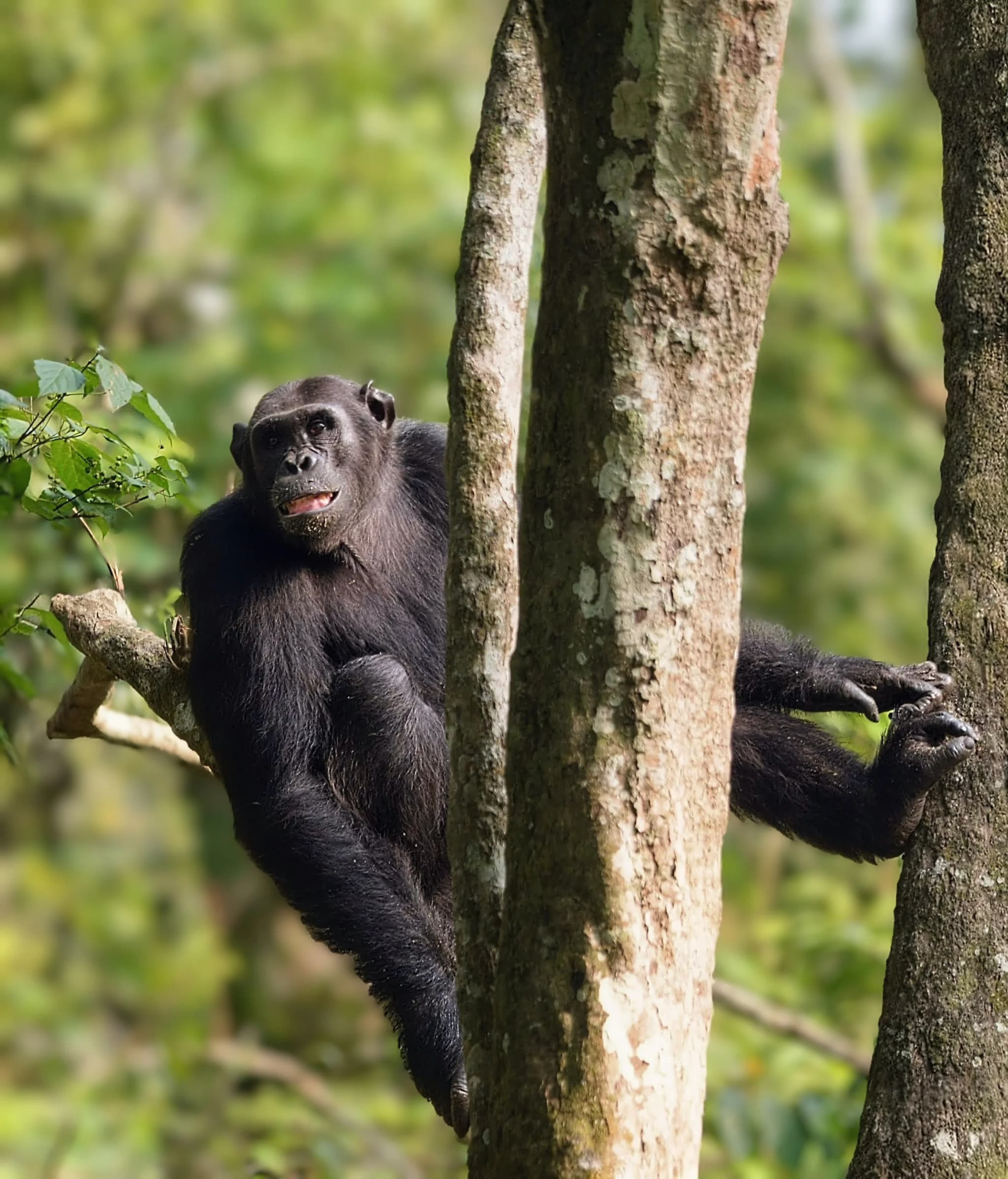 5-Days of Chimps & Queen Elizabeth